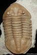 D Asaphus Lepidurus Trilobite ( Inches) #461-2